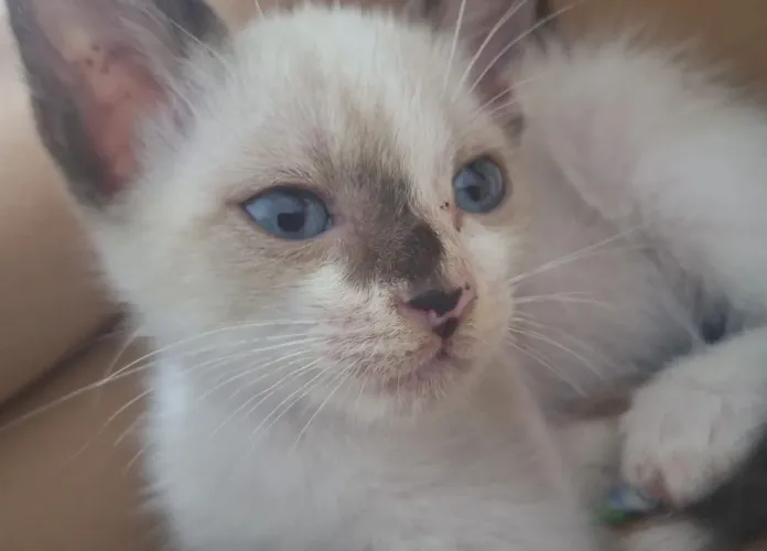 adoção gatinho macho