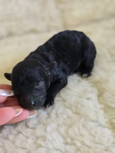 Poodle toy para reserva  machinho