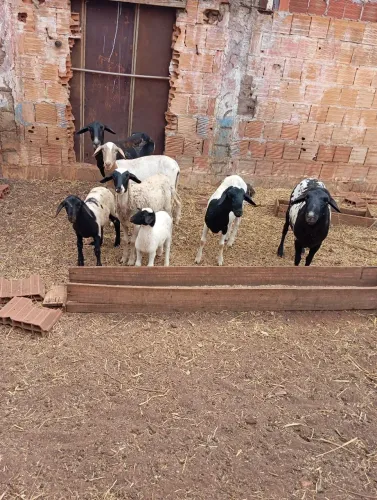 VENDO CARNEIRO , OVELHA , BODE E CABRA