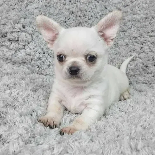 Cãozinho Chihuahua miniatura super energético e saudável