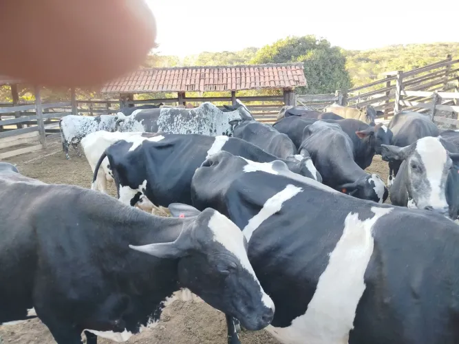28 Vacas Leiteiras