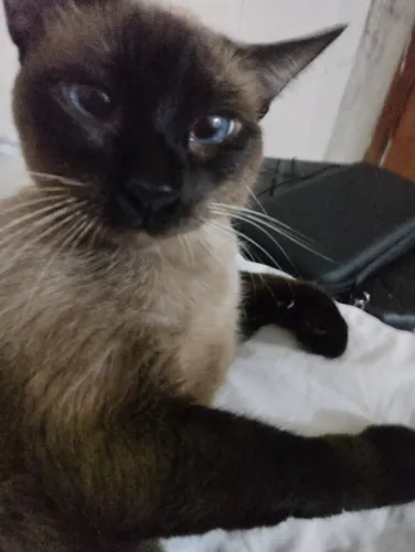 Adoção responsável