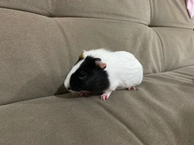 Porquinho da índia