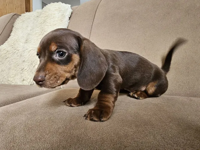 Basset (salsichinha) 