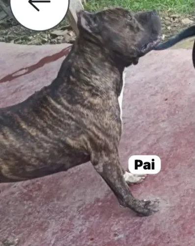 Filhote pitbull 