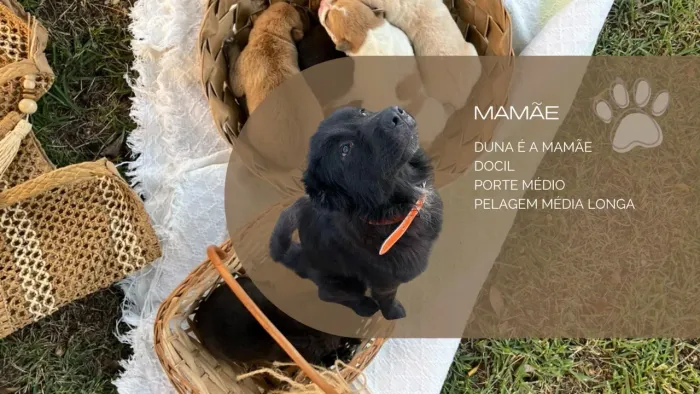 Cachorro