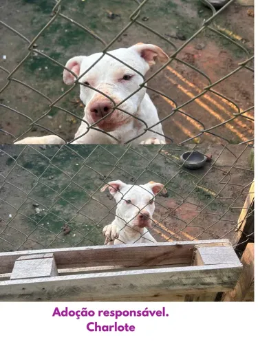 Adoção responsável