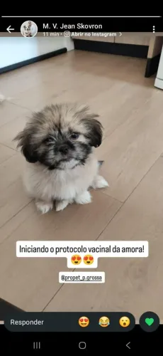 Shih Tzu filhote <br>Shih TzuRAÇAS<br>Shih Tzu