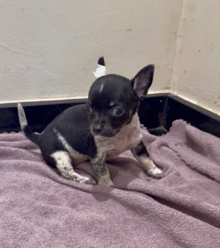 Chihuahua Micro