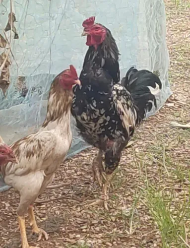 Vendo Galos nascidos e criados na chácara. 