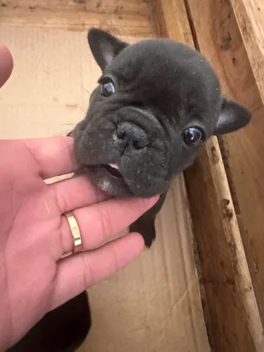 Bulldog francês