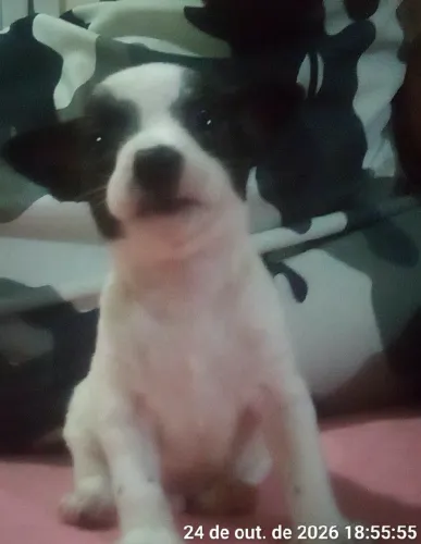 Pincher