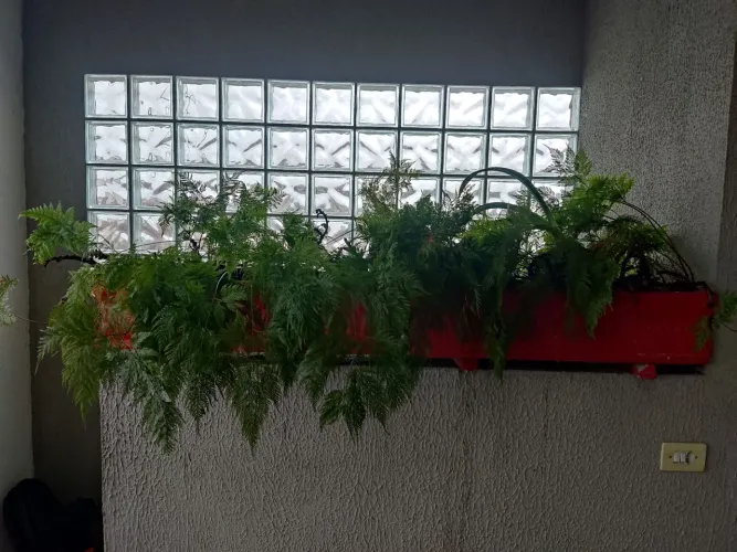 Samambaia Renda portuguesa de mais de 20 anos, duas jardineiras grandes antigas 
