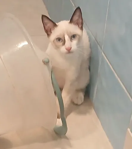 Adoção 