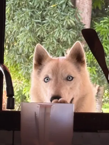 Husky Siberiano - Macho