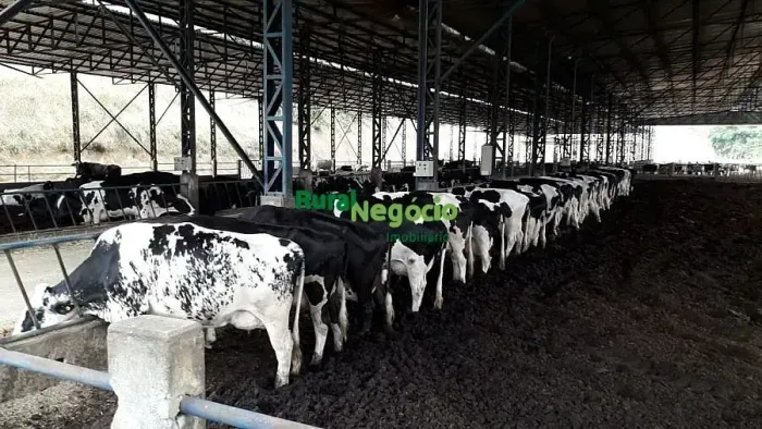 FAZENDA DUPLA APTIDÃO EM SÃO JOSÉ DO BARREIRO-SP
