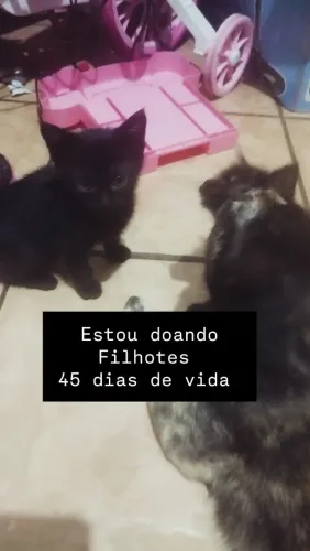 Adote um Gato Filhote