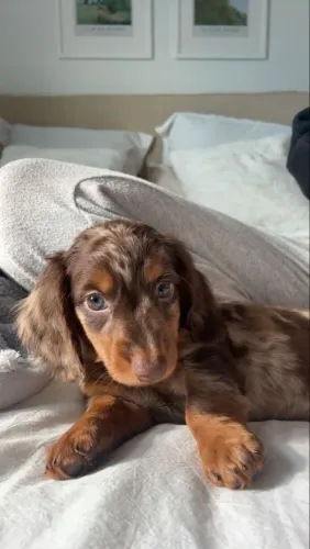 Dachshund Miniatura Pelo Longo