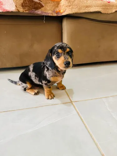 Cachorro Basset salsicha