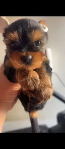 Três fêmeas da raça yorkshire terrier disponível