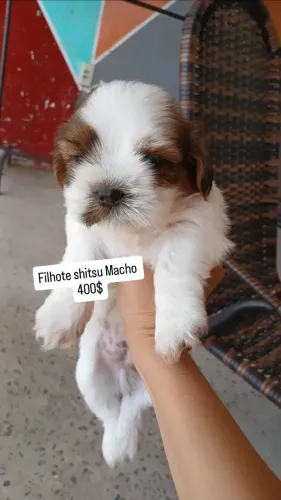 Vendo filhote shitsu Macho 