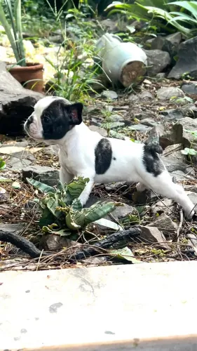 BULLDOG FRANCÊS 