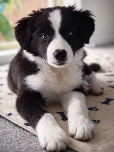 Peludinhos Cheios de Charme boder collie macho 