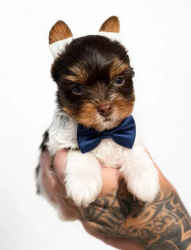 Yorkshire terrier biro branco e chocolate apaixonante