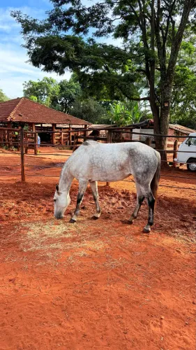 Égua