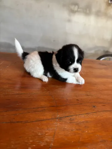 Vendo filhote shihtzu