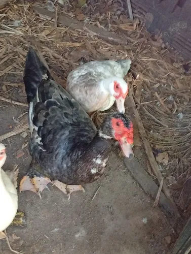 Vende-se um casal de pato adulto