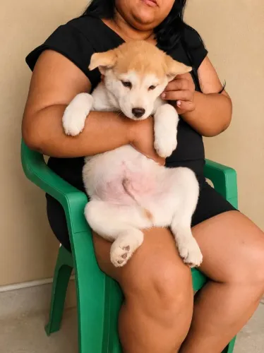 Filhote de Akita à venda - saudável e bem cuidado 