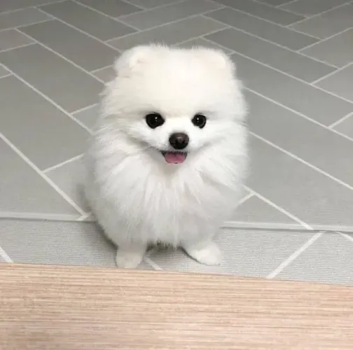 Filhotes de Spitz Alemão | O melhor amigo espera!