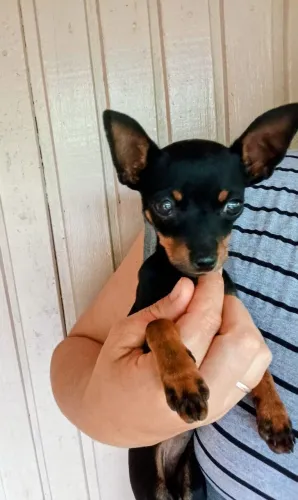 Vendo filhote de pinscher Fêmea