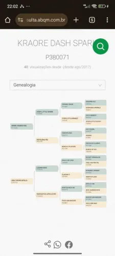 Cavalo quarto de milha p.o