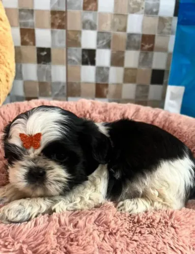 Shih Tzu brincalhão