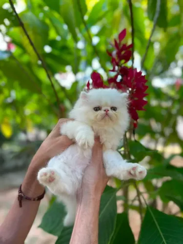 Gato persa maravilhoso