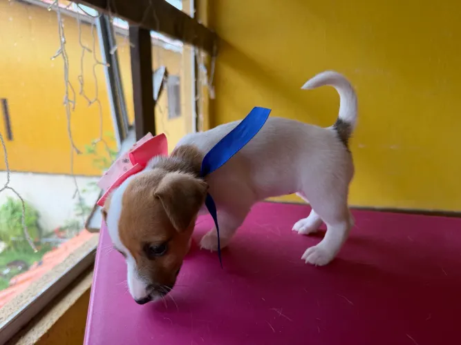 CACHORRO DO MASCARA!!! JACK RUSSEL TERRIER