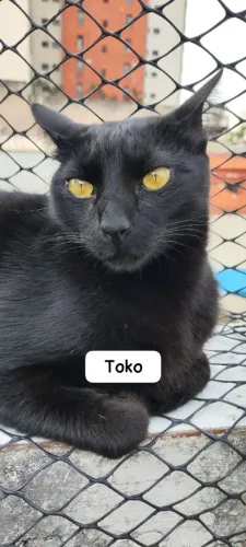 URGENTE | Doação de 2 gatos