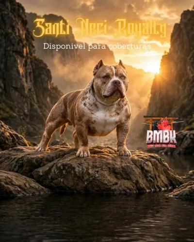 American Bully Micro disponível para coberturas.