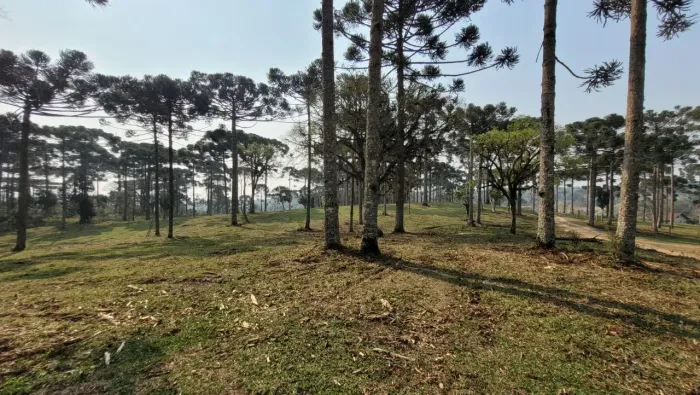 Oportunidade em Campo Alegre / Terreno com 20.000m² / Potencial Comercial e Residencial