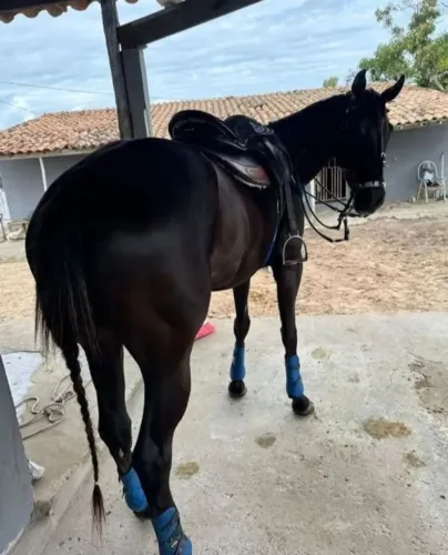 Egua de direita