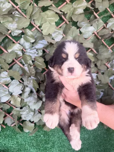 Bernese