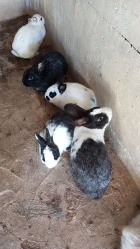 Coelhos 