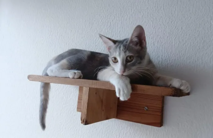 Gatinhos pra adoção responsável 