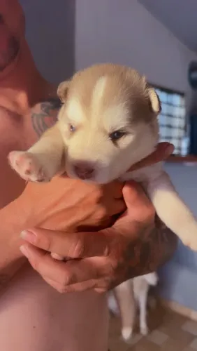 Filhotes de husky siberiano 