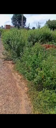 Vendo Terreno na entrada de Floresta do Piauí ,