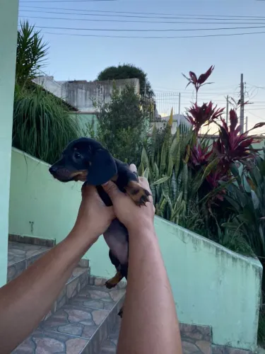 Filhote fêmea de daschund