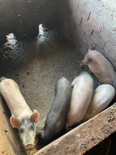 Porco caipira