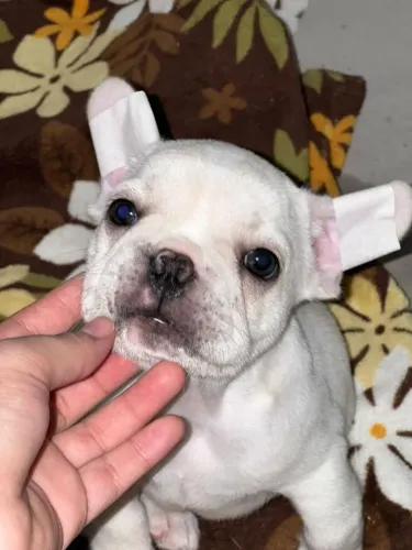 Filhote de bulldog francês o queridinho que faz sucesso por onde passa
